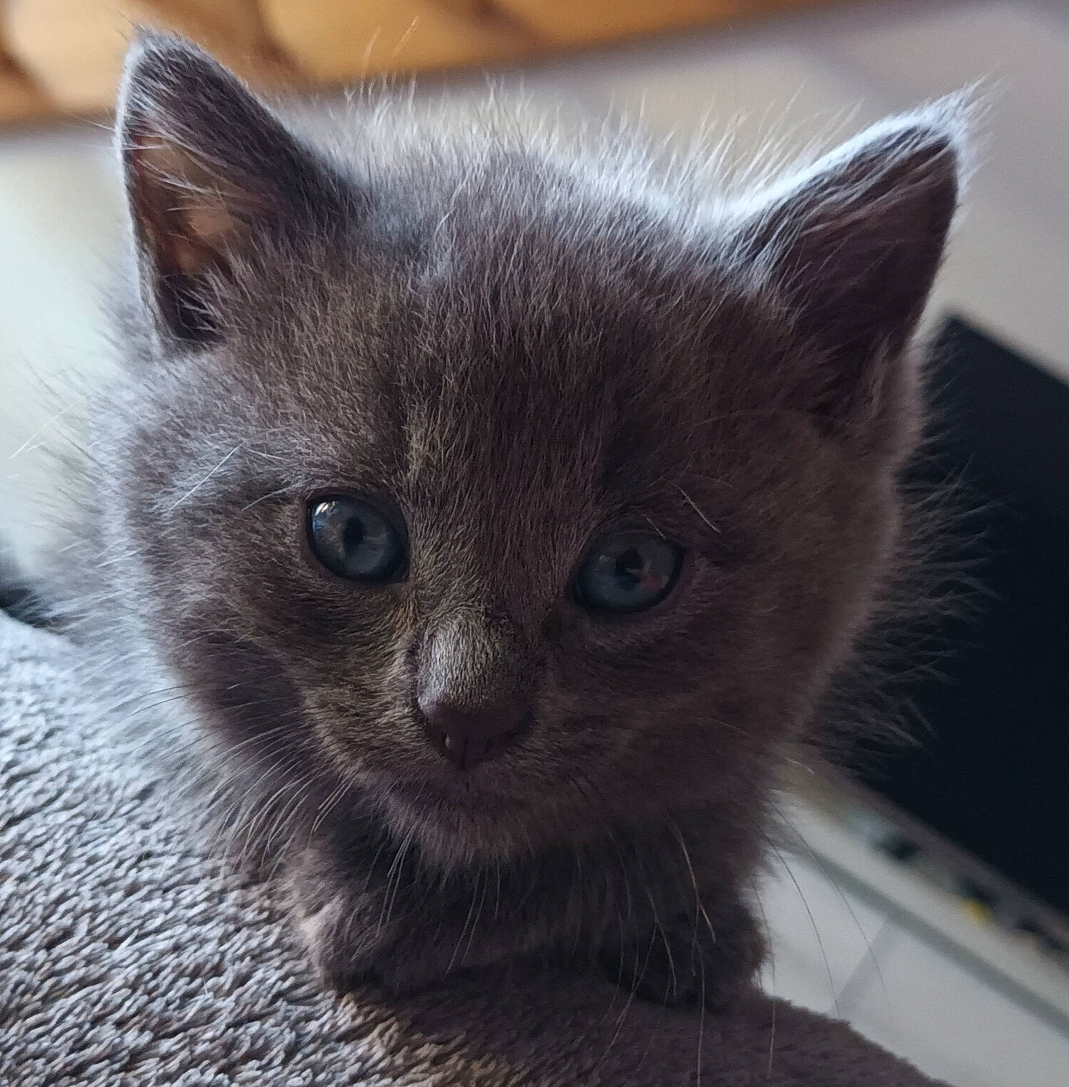 Aténa participe au concours pour gagner de l'argent avec cette photo : carnivore, cat, domestic_short_haired_cat, felidae, fur, grey, russian_blue, small_to_medium_sized_cats, snout, terrestrial_animal, whiskers