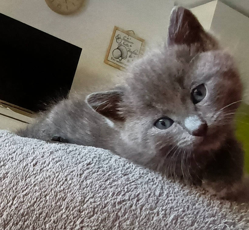 Aténa a rejoint le concours — aidez-le/la à gagner de superbes lots ! british_longhair, carnivore, cat, cat_supply, comfort, domestic_short_haired_cat, felidae, fur, grey, paw, scale, small_to_medium_sized_cats, snout, wall_plate, whiskers, window, working_animal