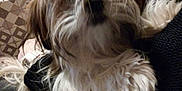 Ollie participe au concours pour gagner de l'argent avec cette photo : dog, fluffy, indoor, pet, person, lap, hair, fur, cozy, household, table, chair, sweater, brown, white, black, casual, blurred, comfort, companion
