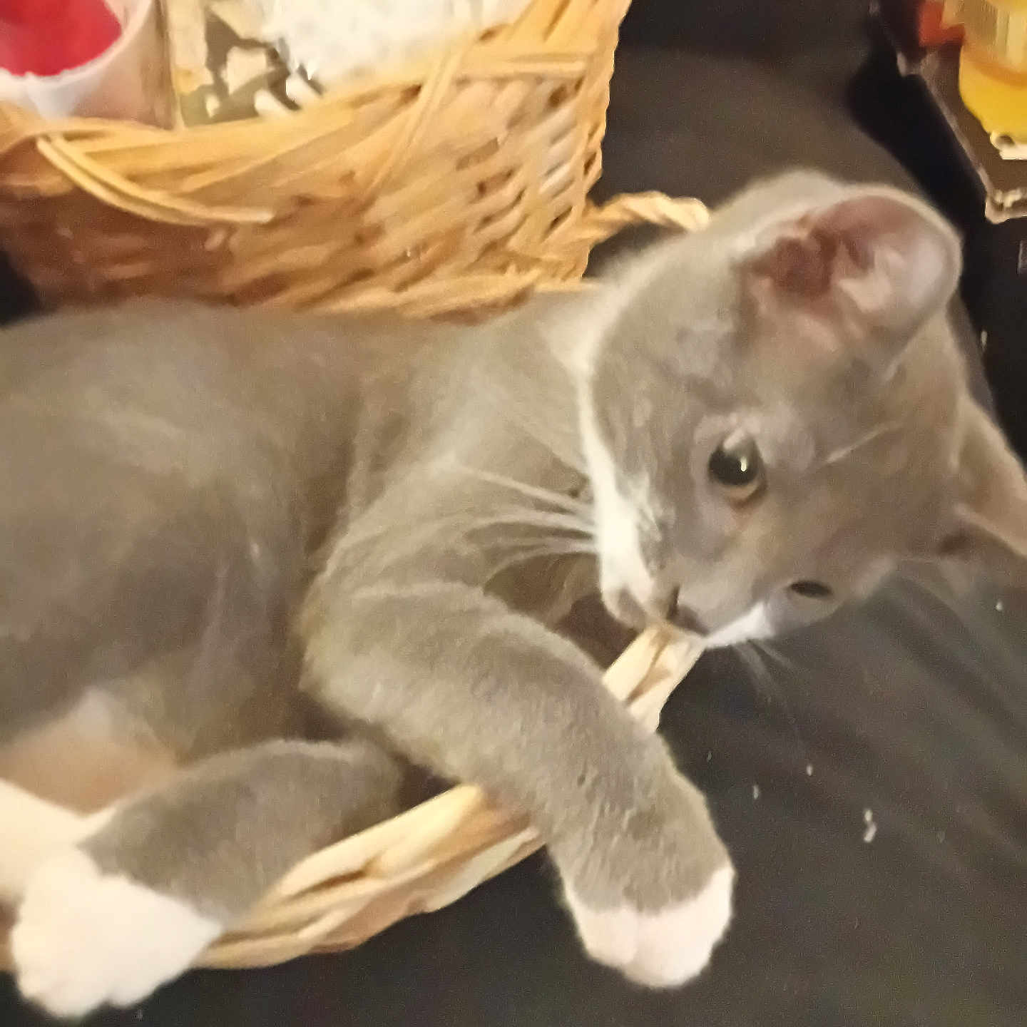 Skitch joined the competition — help win amazing prizes! animal, cat, closeup, cozy, curious, cute, domestic_cat, ears, feline, gray_cat, household_items, indoor, laying_down, pet, playing, relaxed, soft_fur, whiskers, white_paws, wicker_basket