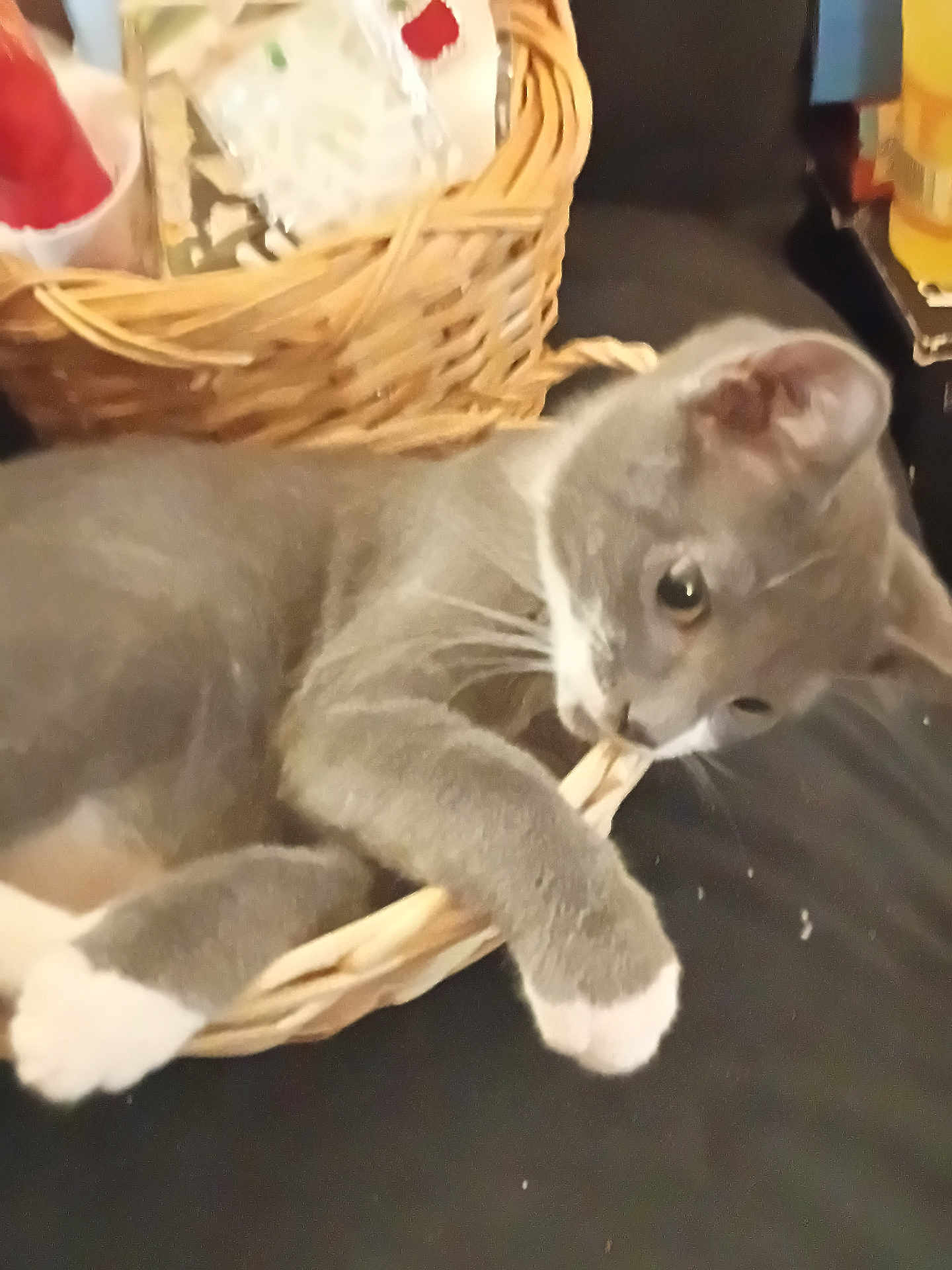 Skitch joined the competition — help win amazing prizes! cat, gray_cat, white_paws, wicker_basket, indoor, pet, animal, curious, playing, feline, cozy, household_items, closeup, laying_down, domestic_cat, relaxed, soft_fur, cute, whiskers, ears