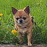 dog, small_dog, tan_dog, standing, outdoor, garden, grass, dandelions, flowers, nature, backyard, stone_ledge, weathered_surface, ears, short_fur, collar, portrait, centered_subject, daylight, vertical_photo