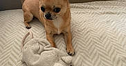 Ruby participe au concours pour gagner de l'argent avec cette photo : dog, chihuahua, small_dog, pet, animal, plush_toy, mouse_toy, bed, bedroom, indoor, portrait, sitting, standing, brown_fur, pointed_ears, curled_tail, black_nose, patterned_blanket, cozy, cute