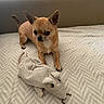 dog, chihuahua, small_dog, pet, animal, plush_toy, mouse_toy, bed, bedroom, indoor, portrait, sitting, standing, brown_fur, pointed_ears, curled_tail, black_nose, patterned_blanket, cozy, cute