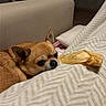 dog, chihuahua, pet, small_dog, brown_dog, lying_down, bed, blanket, pillow, chew_toy, bone, indoors, bedroom, cozy, resting, close_up, animal_face, ears, dark_eyes, portrait