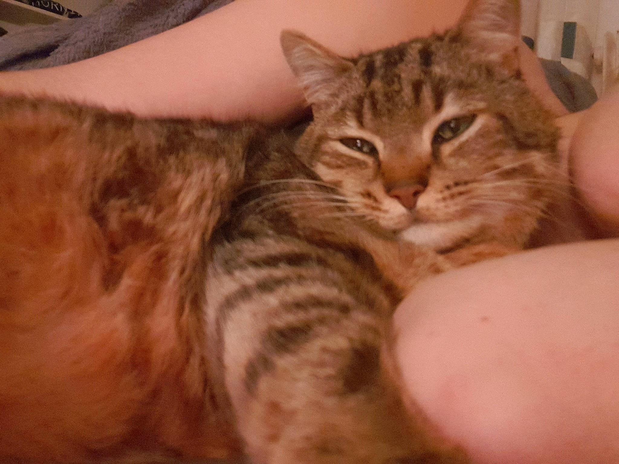 Chaton participe au concours pour gagner de l'argent avec cette photo : aegean_cat, asian, australian_mist, california_spangled, carnivore, cat, domestic_short_haired_cat, dragon_li, european_shorthair, eye, felidae, kitten, mammal, pixie_bob, skin, small_to_medium_sized_cats, tabby_cat, toyger, vertebrate, whiskers