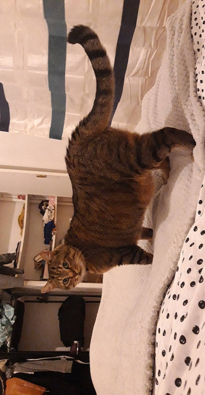 Chaton a rejoint le concours — aidez-le/la à gagner de superbes lots ! carnivore, cat, felidae, ocicat, savannah, small_to_medium_sized_cats, tail, whiskers