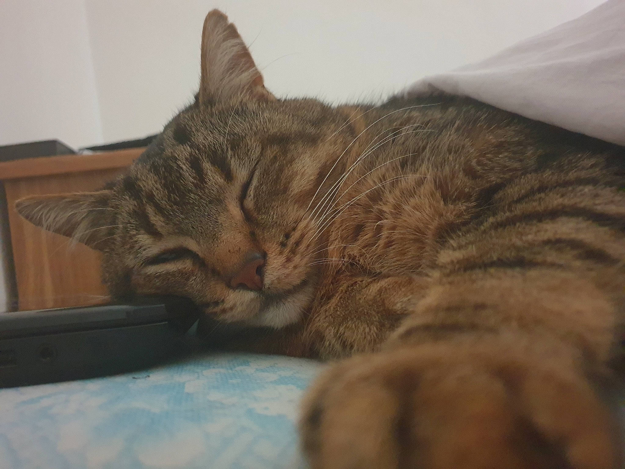 Chaton a rejoint le concours — aidez-le/la à gagner de superbes lots ! aegean_cat, american_shorthair, asian, california_spangled, carnivore, cat, domestic_short_haired_cat, dragon_li, european_shorthair, eye, felidae, fur, mammal, nap, nose, skin, small_to_medium_sized_cats, snout, tabby_cat, whiskers