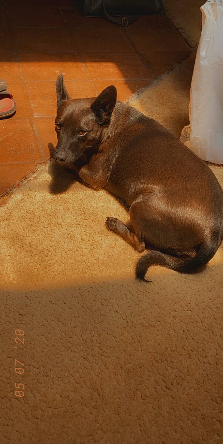 Finn is registered to the contest to win money with this photo: brown, carnivore, comfort, companion_dog, dog, dog_breed, fawn, floor, flooring, liver, paw, snout, sporting_group, tail, terrestrial_animal, toy_dog, vertebrate, whiskers, wood, working_animal