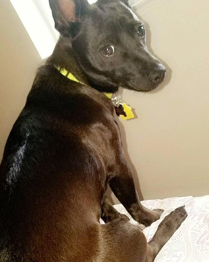 Finn joined the competition — help win amazing prizes! canidae, carnivore, collar, companion_dog, dog, dog_breed, dog_collar, ear, fashion_accessory, fawn, grey, guard_dog, liver, pet_supply, snout, sporting_group, terrestrial_animal, whiskers, working_animal, working_dog