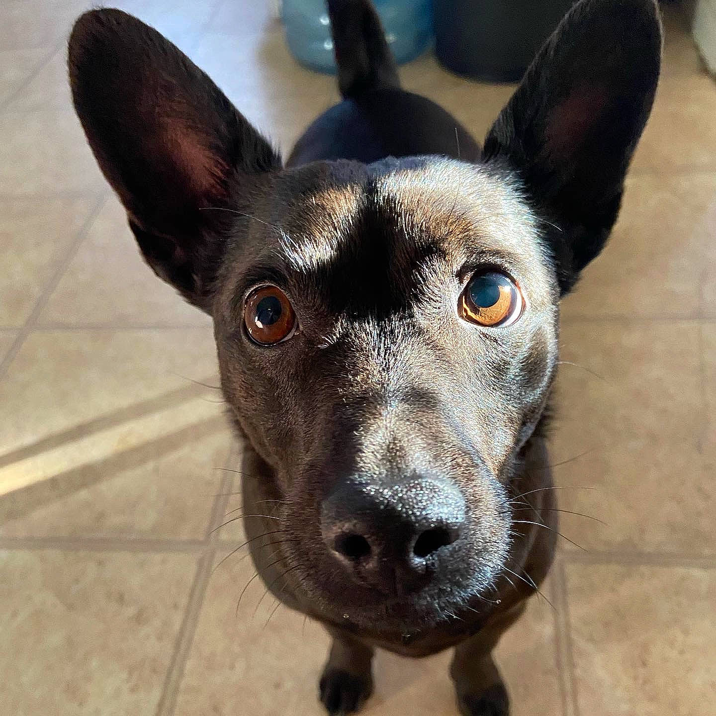 Finn is registered to the contest to win money with this photo: canidae, carnivore, chihuahua, companion_dog, dog, dog_breed, ear, fawn, fur, non_sporting_group, paw, snout, sporting_group, terrestrial_animal, tile_flooring, toy_dog, whiskers, working_animal