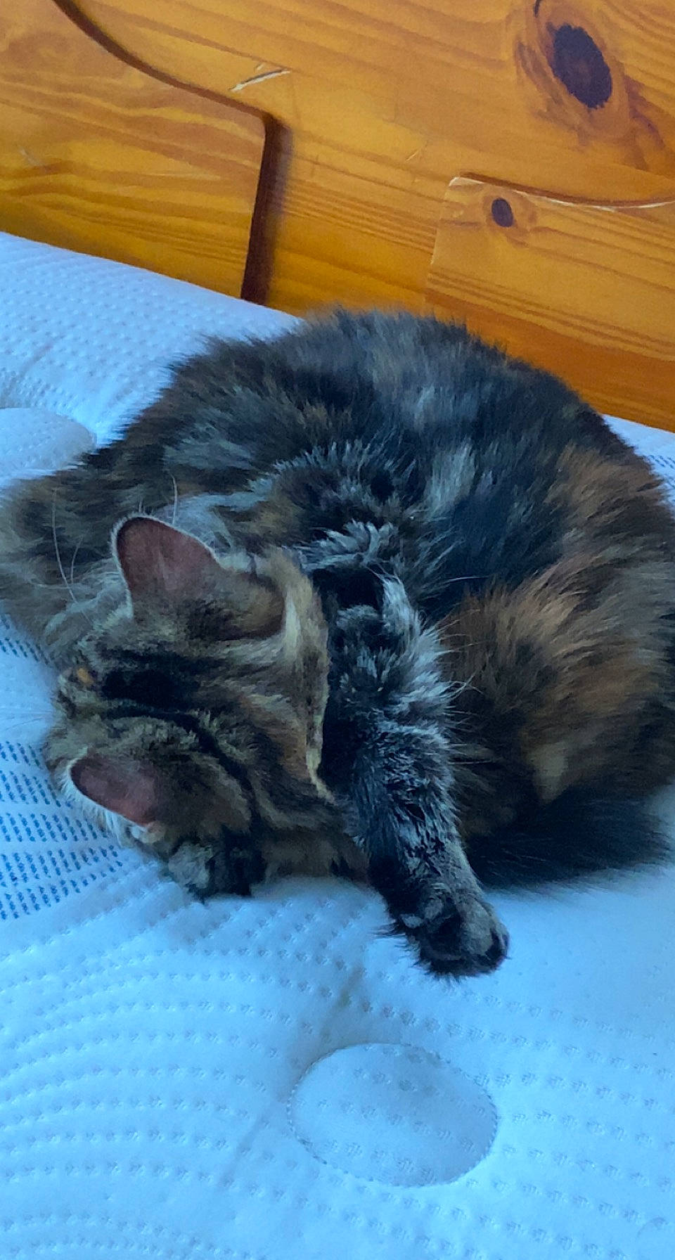 Billie is registered to the contest to win money with this photo: black_cat, carnivore, cat, claw, comfort, dog_breed, domestic_short_haired_cat, felidae, fur, hardwood, nap, paw, sleep, small_to_medium_sized_cats, snout, tail, terrestrial_animal, whiskers, wood