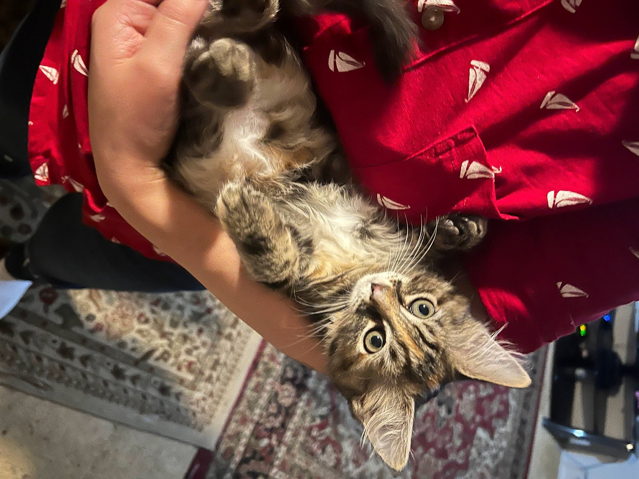 Billie is registered to the contest to win money with this photo: canidae, cat, companion_dog, dress, event, fashion, fashion_accessory, fawn, feather, felidae, flesh, foot, fur, human_leg, nail, small_to_medium_sized_cats, tail, textile, thigh, whiskers