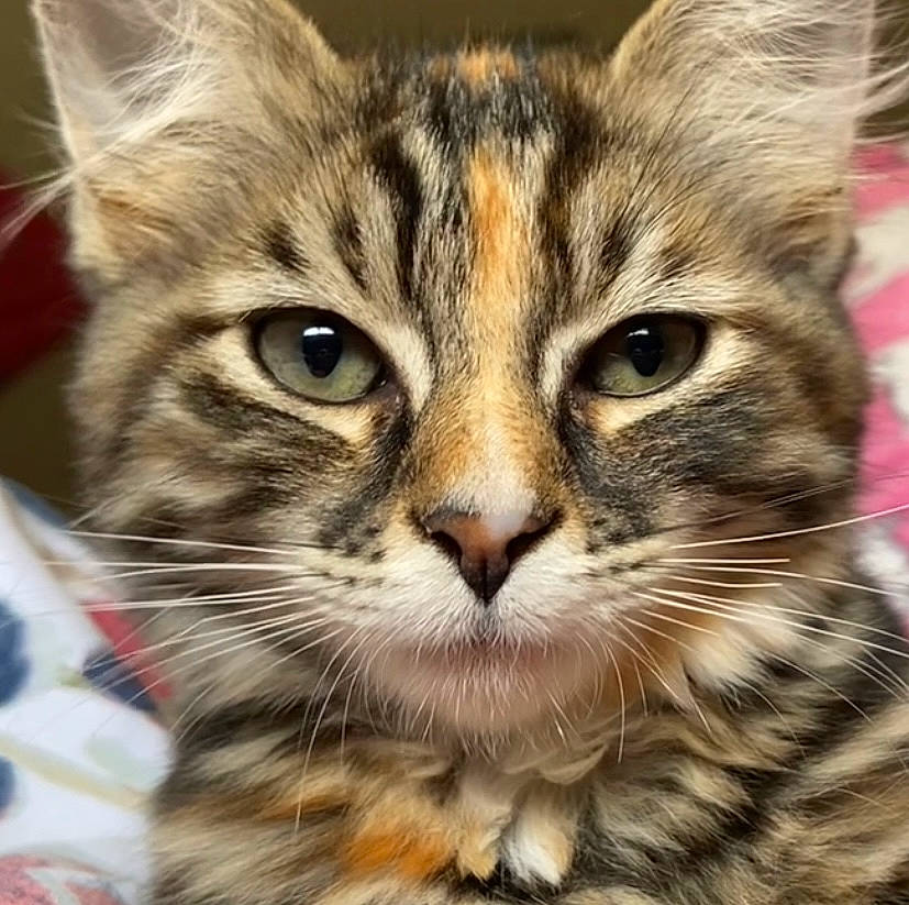 Billie joined the competition — help win amazing prizes! carnivore, cat, claw, domestic_short_haired_cat, fawn, felidae, fur, paw, photography, small_to_medium_sized_cats, snout, terrestrial_animal, whiskers, wildlife