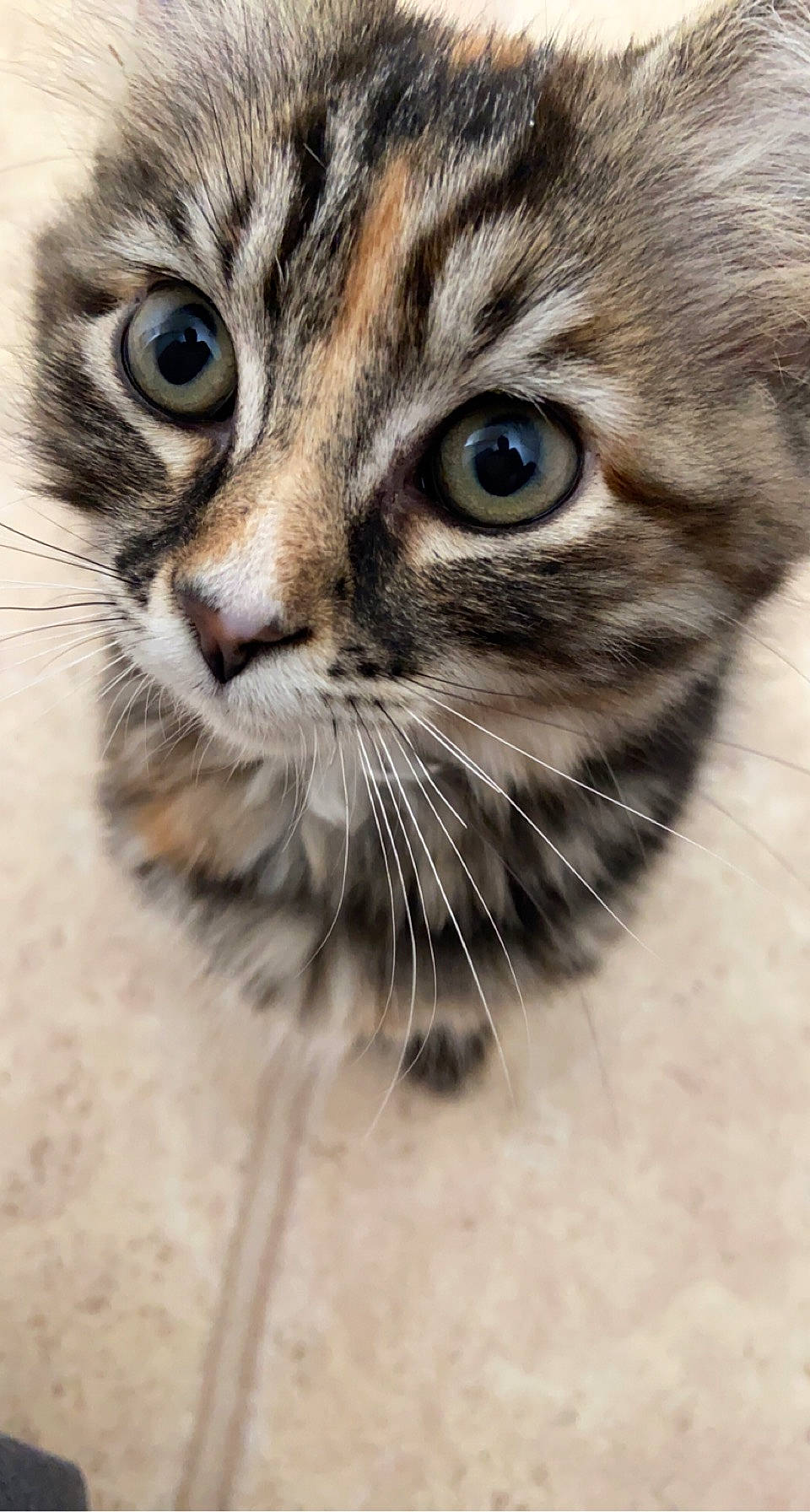 Billie is registered to the contest to win money with this photo: carnivore, cat, close_up, domestic_short_haired_cat, felidae, fur, paw, photography, small_to_medium_sized_cats, terrestrial_animal, whiskers, wildlife