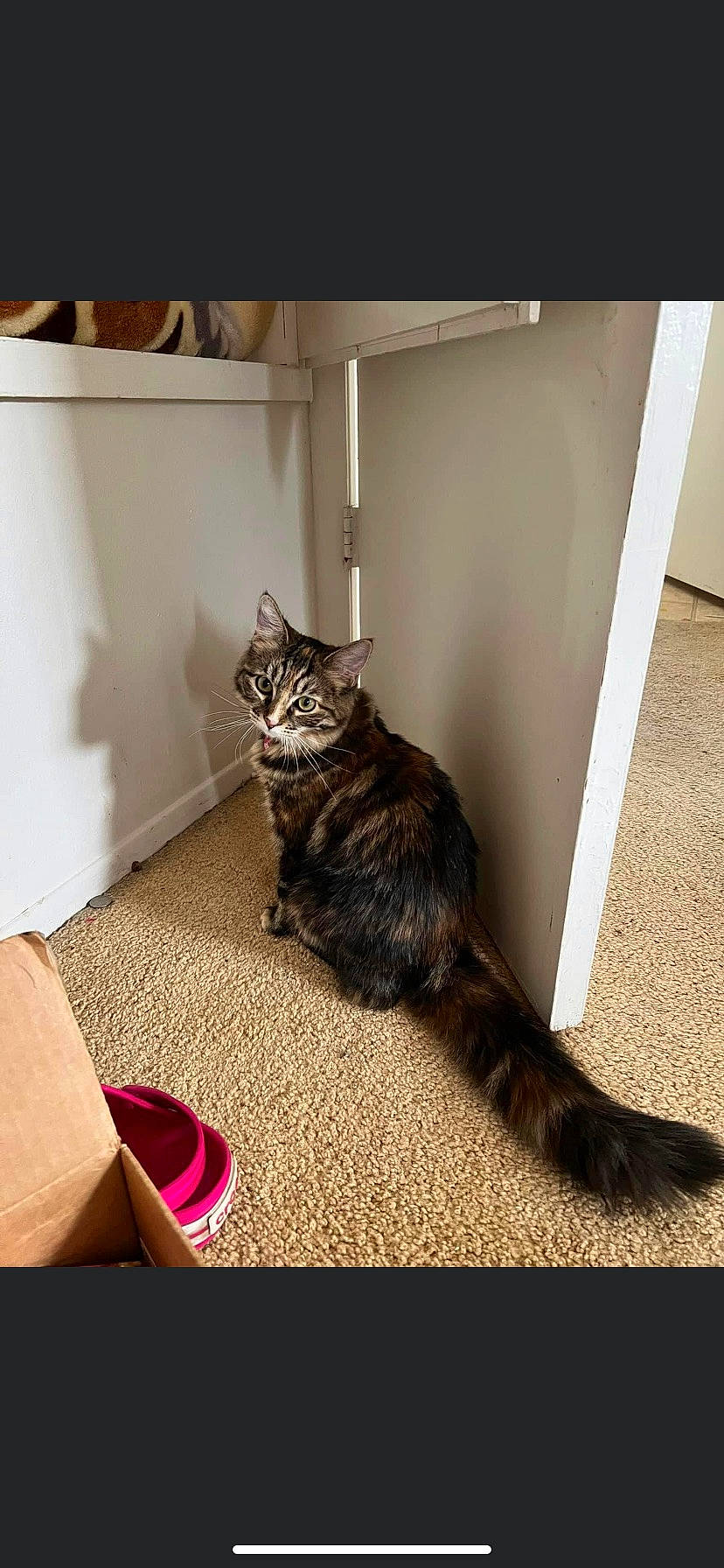 Billie joined the competition — help win amazing prizes! carnivore, carpet, cat, comfort, domestic_short_haired_cat, felidae, floor, flooring, fur, grey, hardwood, laminate_flooring, living_room, metal, paw, plant, small_to_medium_sized_cats, tail, whiskers, wood