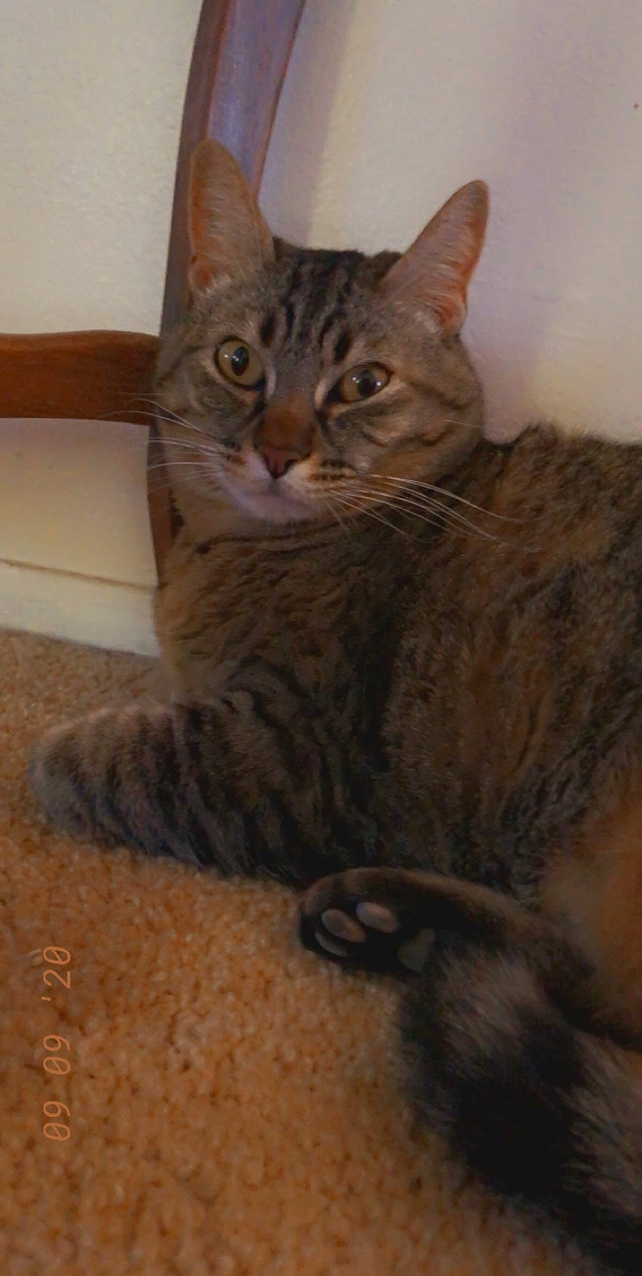 Idjit joined the competition — help win amazing prizes! carnivore, cat, domestic_short_haired_cat, felidae, fur, paw, sitting, small_to_medium_sized_cats, snout, tail, terrestrial_animal, whiskers, window