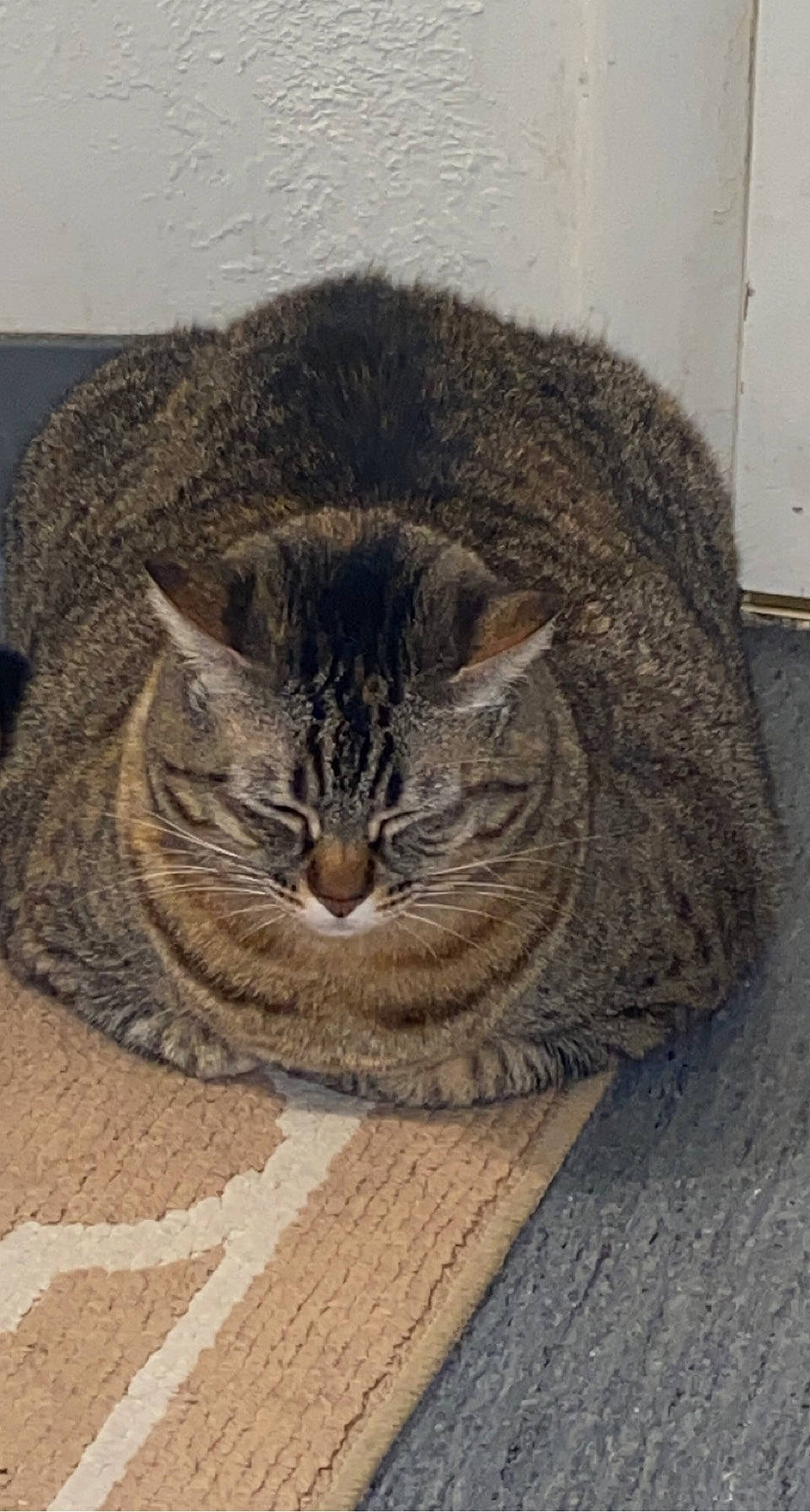 Idjit is registered to the contest to win money with this photo: brown, carnivore, cat, domestic_short_haired_cat, eye, felidae, flooring, fur, grey, small_to_medium_sized_cats, snout, tail, terrestrial_animal, whiskers, wood