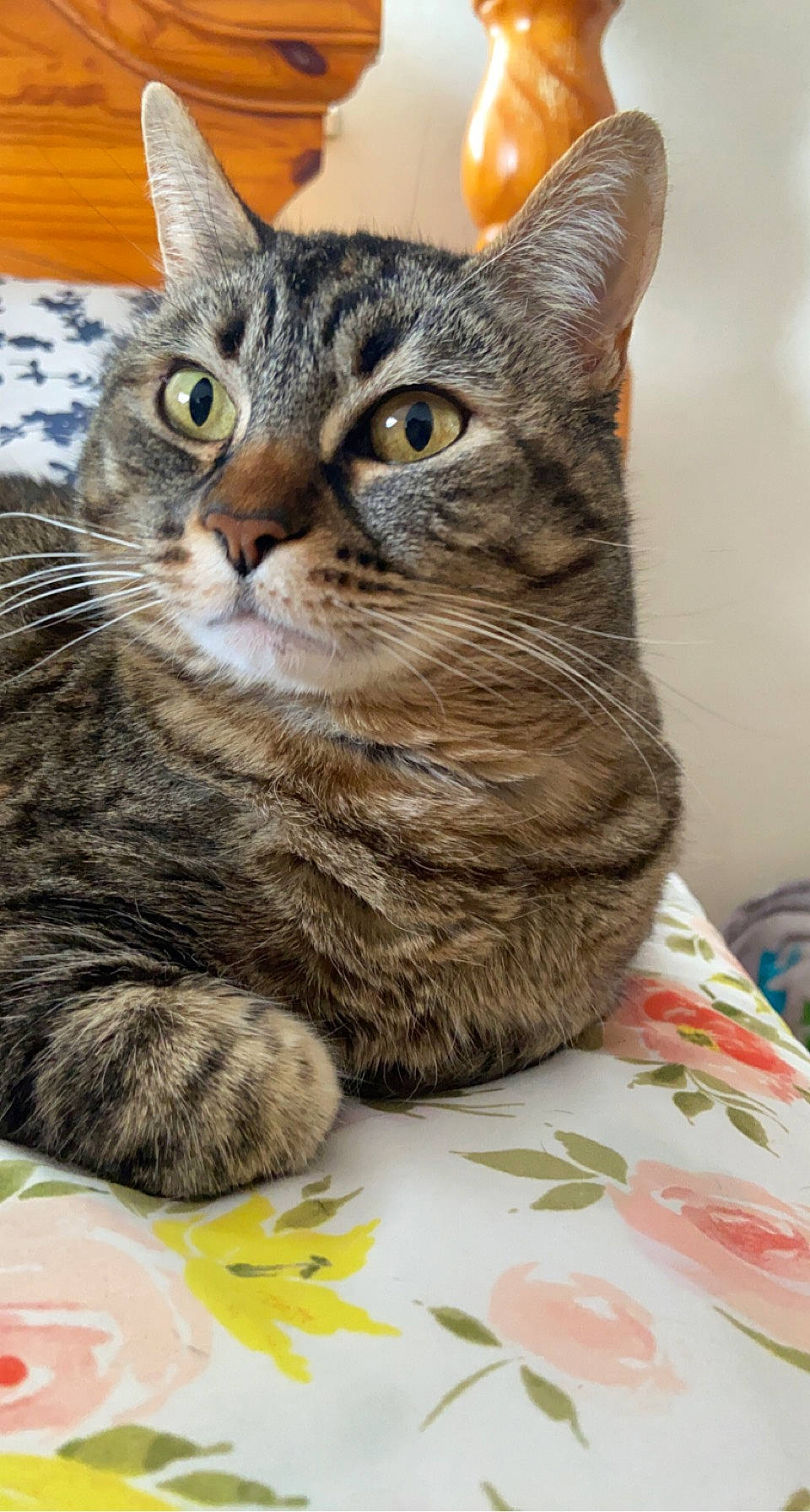 Idjit joined the competition — help win amazing prizes! carnivore, cat, claw, domestic_short_haired_cat, felidae, fur, linens, paw, small_to_medium_sized_cats, snout, tail, terrestrial_animal, whiskers, wildlife, window