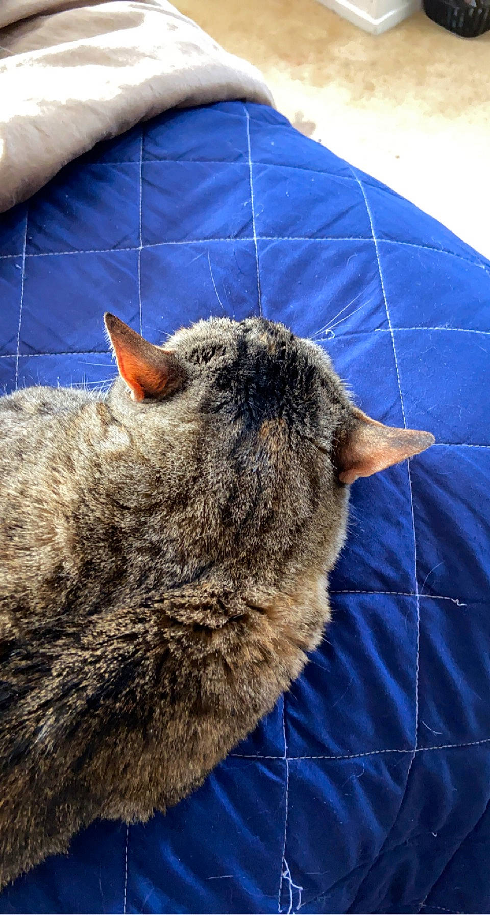 Idjit joined the competition — help win amazing prizes! carnivore, cat, claw, comfort, dog_breed, domestic_short_haired_cat, electric_blue, felidae, fur, grass, nap, sleep, small_to_medium_sized_cats, snout, tail, terrestrial_animal, whiskers, wildlife