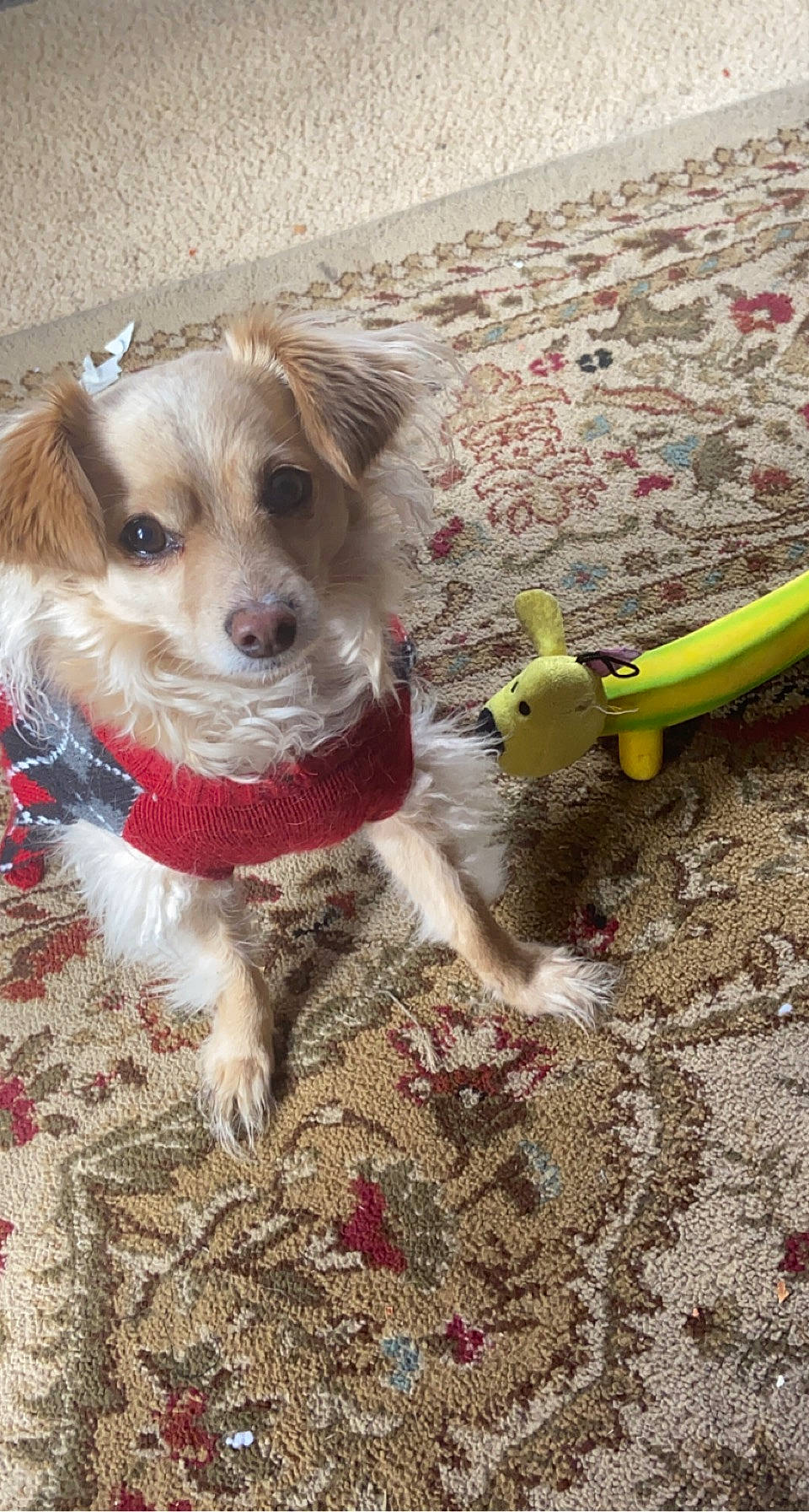 Ryder is registered to the contest to win money with this photo: carnivore, collar, companion_dog, dog, dog_breed, dog_clothes, dog_collar, dog_supply, fashion_accessory, fawn, firefighter, fur, leash, pet_supply, soil, sporting_group, tail, terrier, toy_dog, working_animal