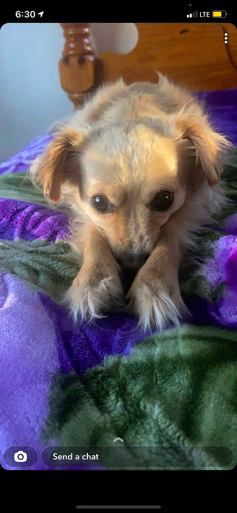 Ryder is registered to the contest to win money with this photo: canidae, carnivore, companion_dog, dog, dog_breed, dog_supply, event, fawn, fur, magenta, paw, purple, snout, sporting_group, terrestrial_animal, whiskers