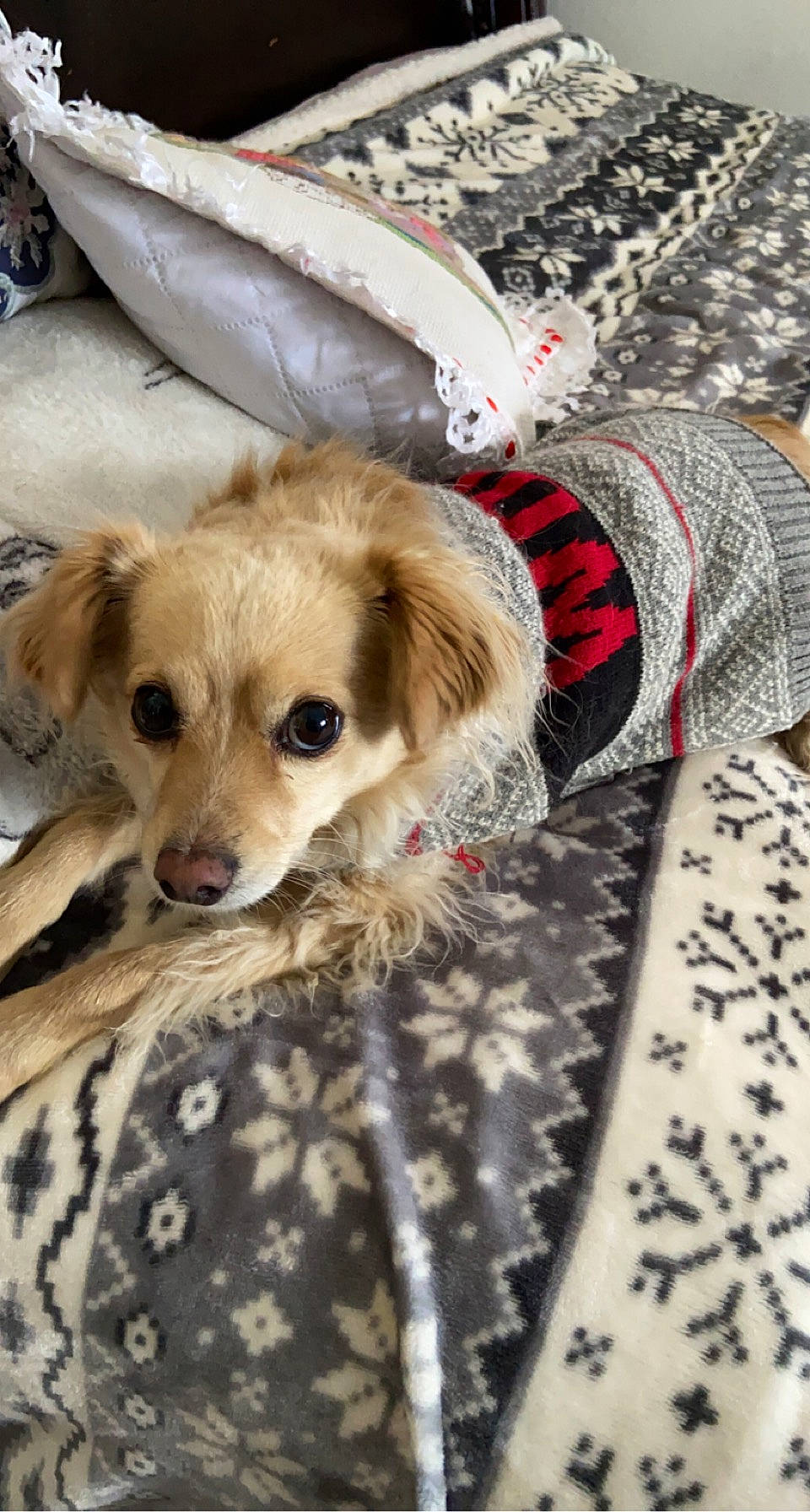 Ryder is registered to the contest to win money with this photo: canidae, carnivore, companion_dog, dog, dog_breed, dog_clothes, dog_collar, dog_supply, fashion_accessory, fawn, fur, linens, pattern, paw, sporting_group, street_dog, terrestrial_animal, whiskers, wood, working_animal