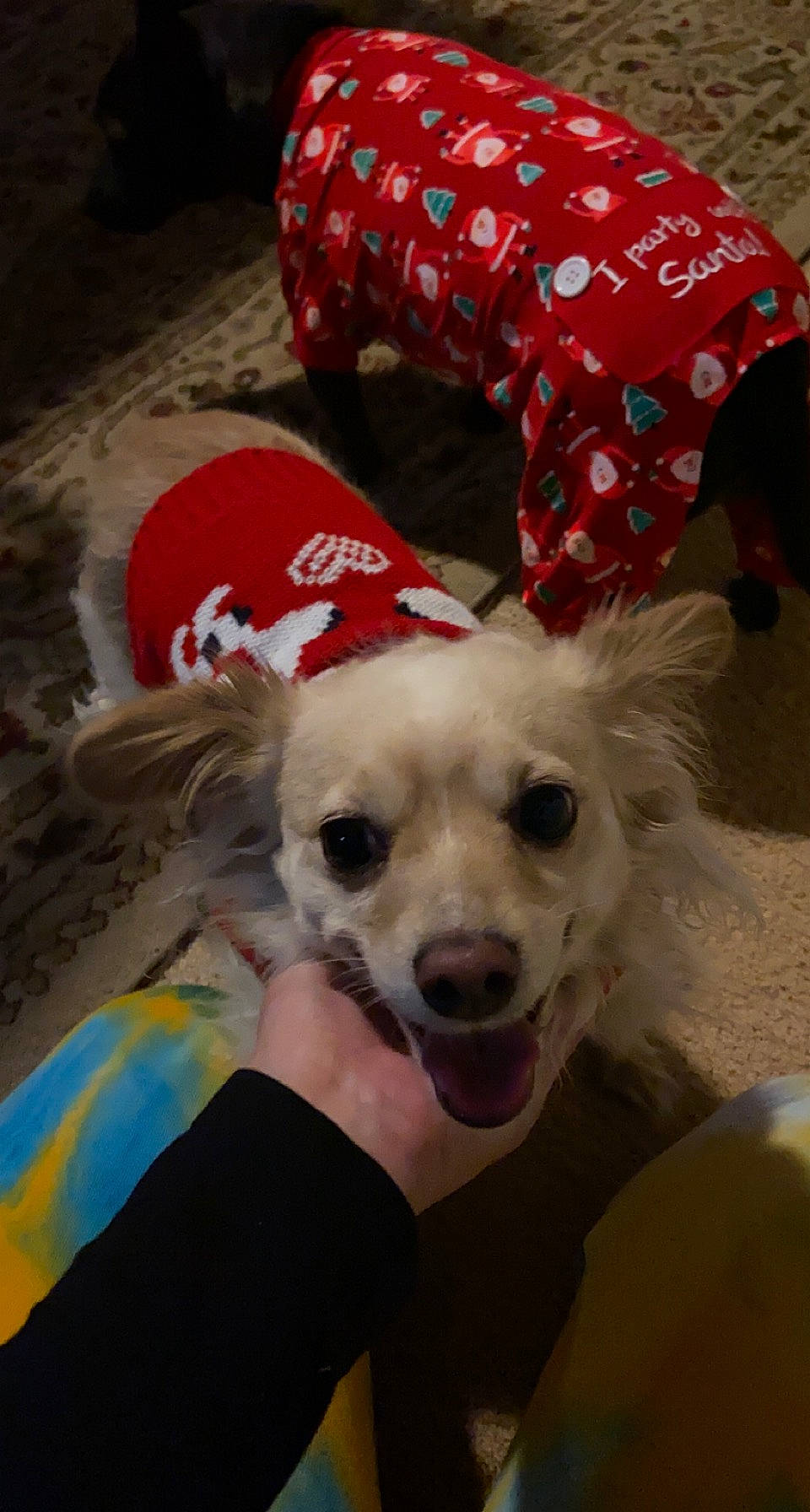 Ryder joined the competition — help win amazing prizes! ball, canidae, carnivore, chair, companion_dog, costume_hat, dog, dog_breed, dog_clothes, dog_supply, fashion_accessory, fur, happy, hat, non_sporting_group, pattern, paw, sporting_group, toy_dog, vertebrate