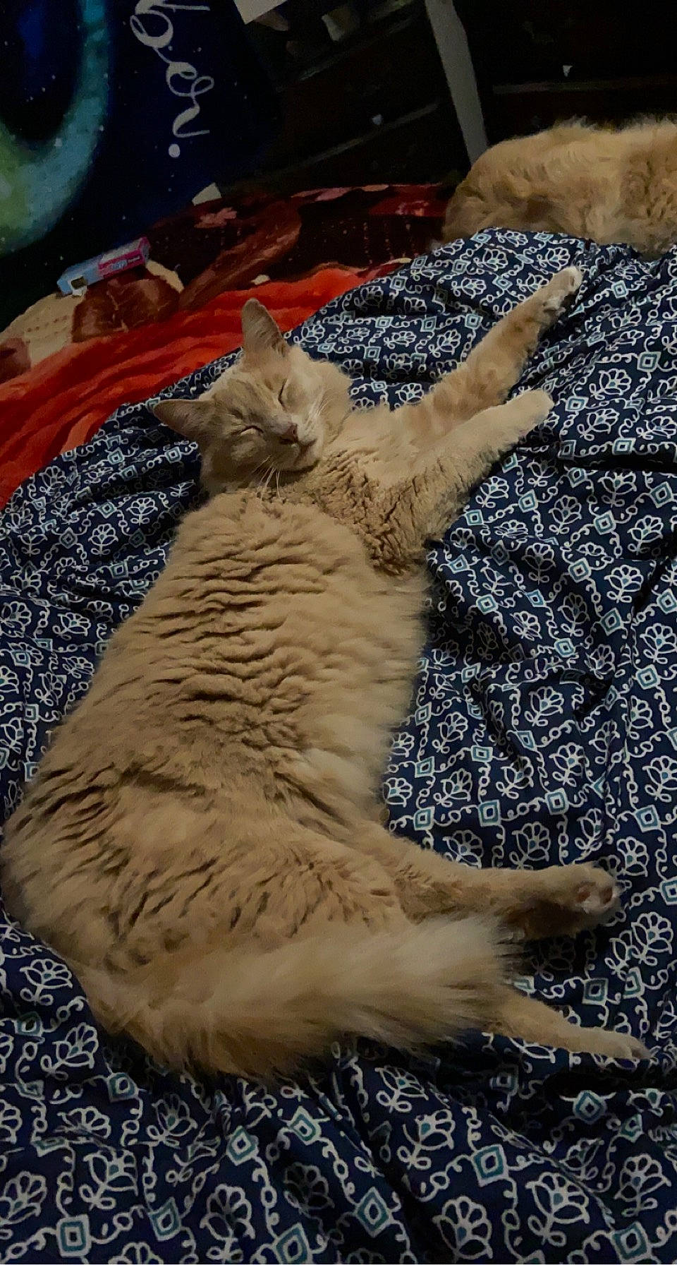 Kovu is registered to the contest to win money with this photo: art, canidae, carnivore, cat, claw, companion_dog, dog_breed, fawn, felidae, flooring, fur, grass, pattern, paw, small_to_medium_sized_cats, sporting_group, tail, whiskers, wood, wool