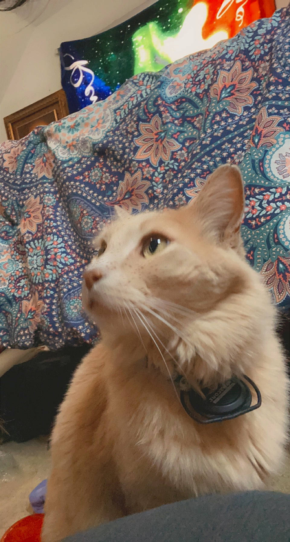 Kovu joined the competition — help win amazing prizes! blue, carnivore, cat, comfort, fang, fawn, felidae, fur, linens, small_to_medium_sized_cats, snout, tail, terrestrial_animal, whiskers, window, wood