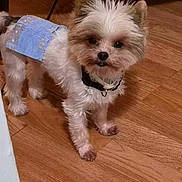 Marvin joined the competition — help win amazing prizes! black_nose, blue_outfit, brown_eyes, camera_facing, collar, cute, dog, fluffy, home, indoors, leash, long_fur, pet, pointed_ears, portrait, puppy, small_dog, standing, white_fur, wooden_floor