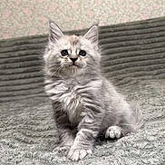 Sasha joined the competition — help win amazing prizes! kitten, cat, gray_cat, fluffy, pet, animal, cute, indoor, blanket, texture, fur, young, small, sitting, portrait, curious, whiskers, ears, soft_light, cozy