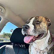 Roxy joined the competition — help win amazing prizes! dog, brindle, white, tongue_out, car, car_interior, seat, harness, sunlight, window, happy, pet, canine, animal, daylight, vehicle, looking, close_up, sitting, inside