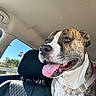 dog, brindle, white, tongue_out, car, car_interior, seat, harness, sunlight, window, happy, pet, canine, animal, daylight, vehicle, looking, close_up, sitting, inside