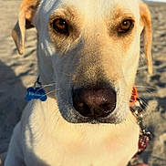Charlie is registered to the contest to win money with this photo: dog, beach, sand, ocean, sky, close_up, pet, animal, canine, collar, leash, brown_eyes, sunlight, outdoor, summer, portrait, whiskers, face, nose, paw