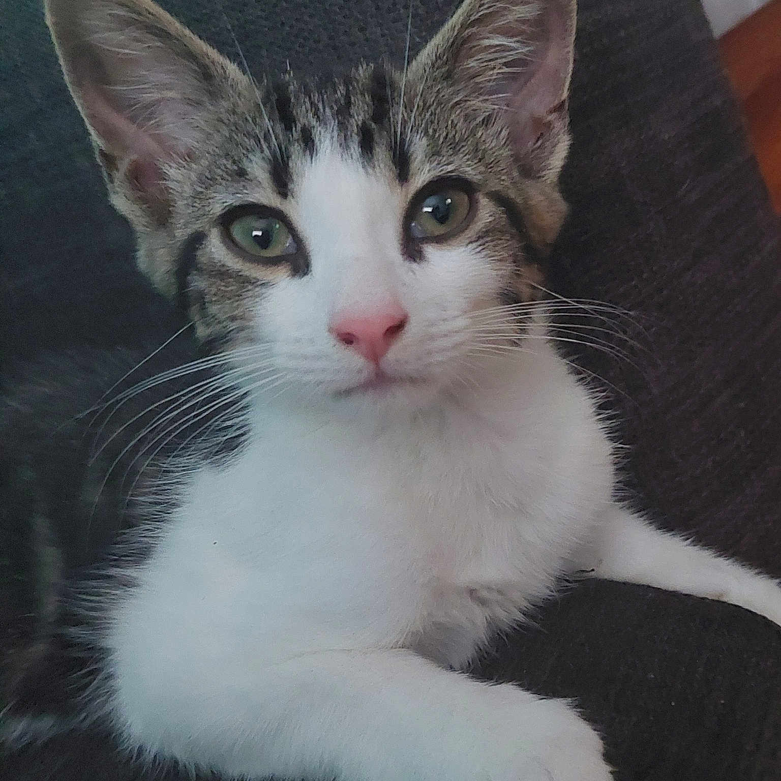 Babette is registered to the contest to win money with this photo: animal_portrait, cat, close_up, curious, cute, domestic_animal, feline, green_eyes, indoor, kitten, paw, pet, pink_nose, relaxed, resting, soft_texture, tabby_fur, whiskers, white_fur, young_animal