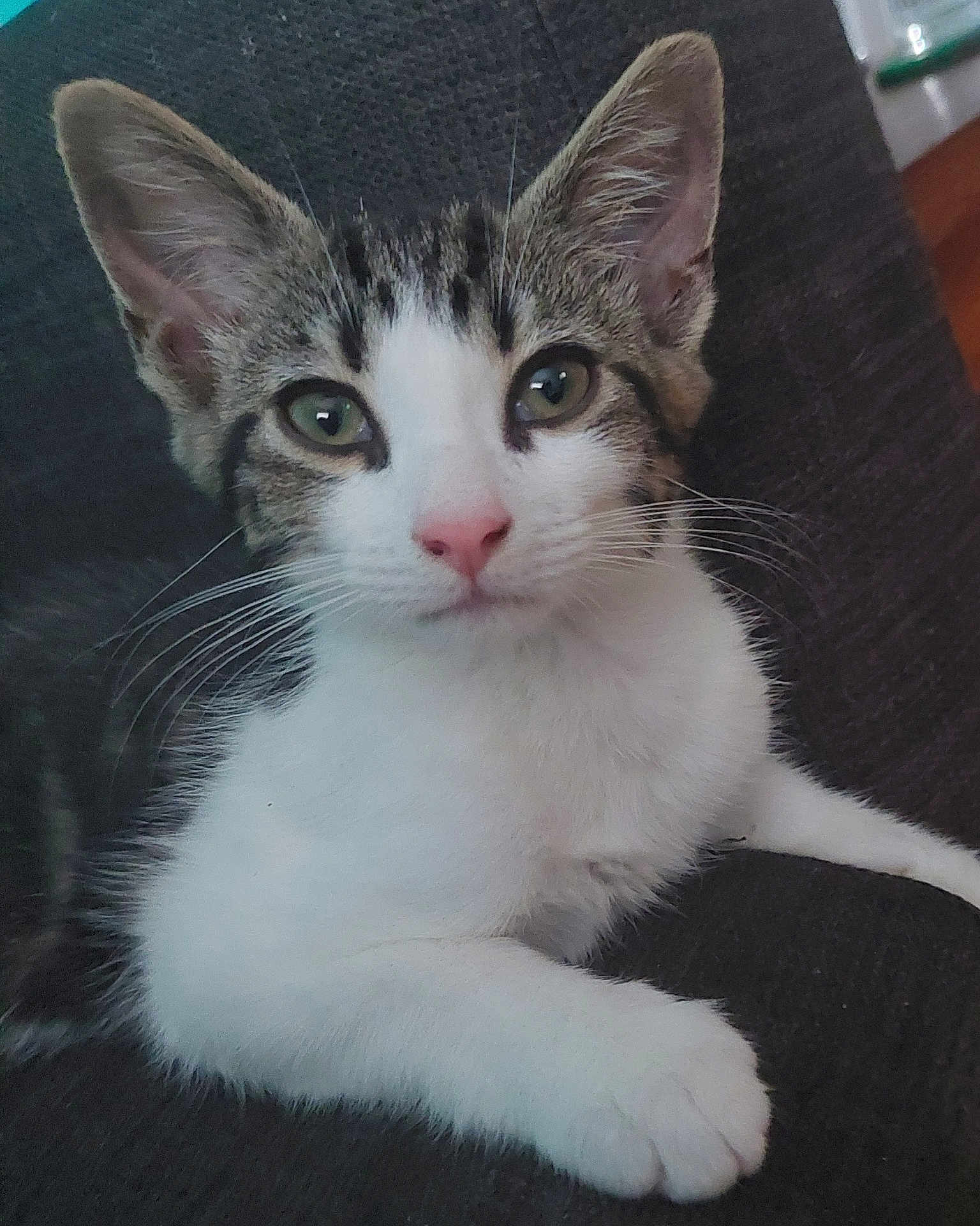 Babette is registered to the contest to win money with this photo: cat, kitten, pet, feline, indoor, close_up, white_fur, tabby_fur, pink_nose, green_eyes, whiskers, paw, relaxed, cute, young_animal, domestic_animal, animal_portrait, resting, soft_texture, curious