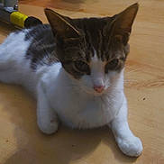 Babette is registered to the contest to win money with this photo: cat, animal, pet, indoor, floor, wooden_floor, white_fur, tabby, resting, curious, ears, whiskers, paw, closeup, domestic_cat, feline, young_cat, looking, shadow, quiet