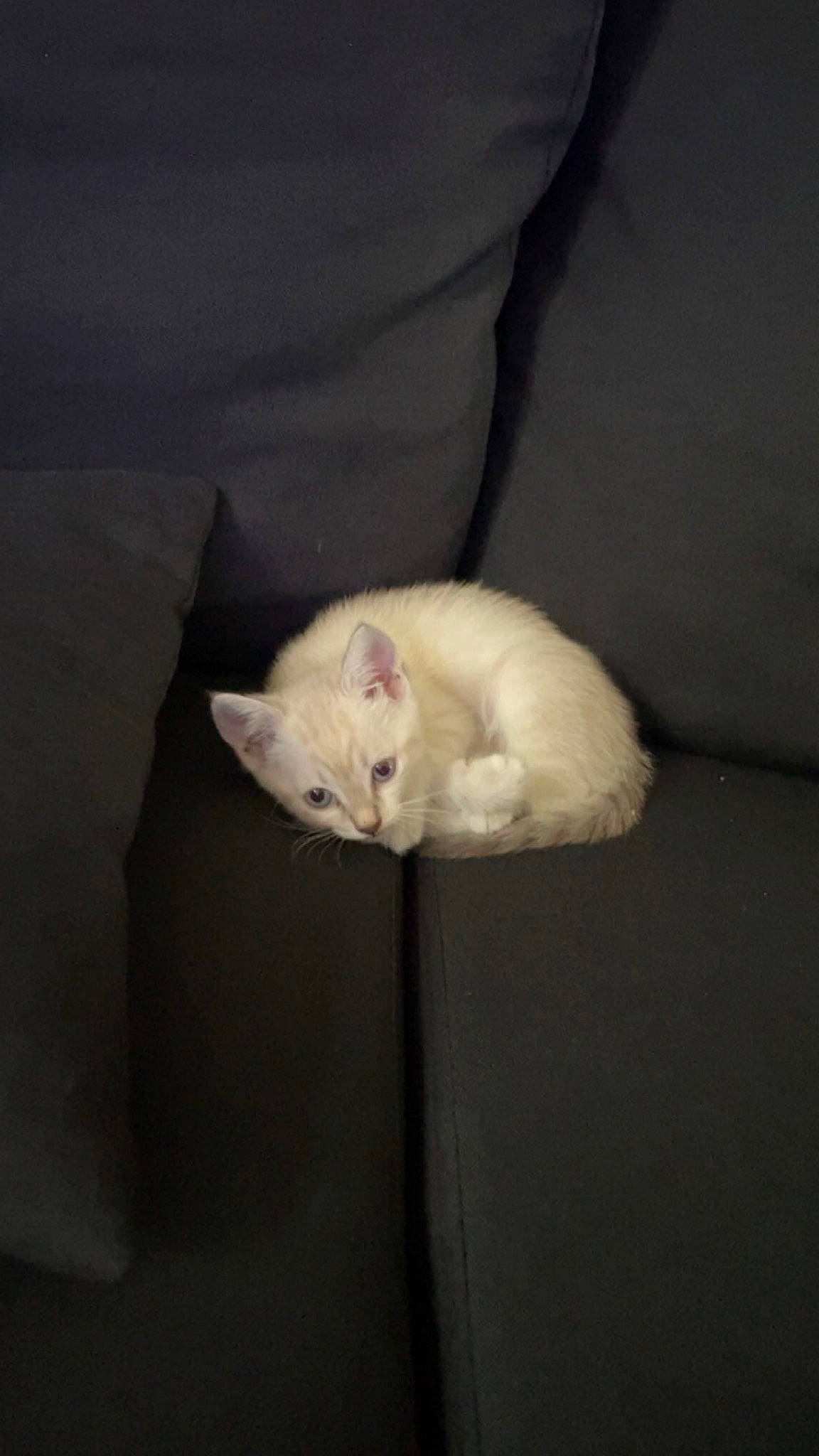 Ubi a rejoint le concours — aidez-le/la à gagner de superbes lots ! canidae, carnivore, cat, claw, comfort, darkness, domestic_short_haired_cat, felidae, fur, grey, hardwood, nap, paw, room, small_to_medium_sized_cats, tail, whiskers, wood