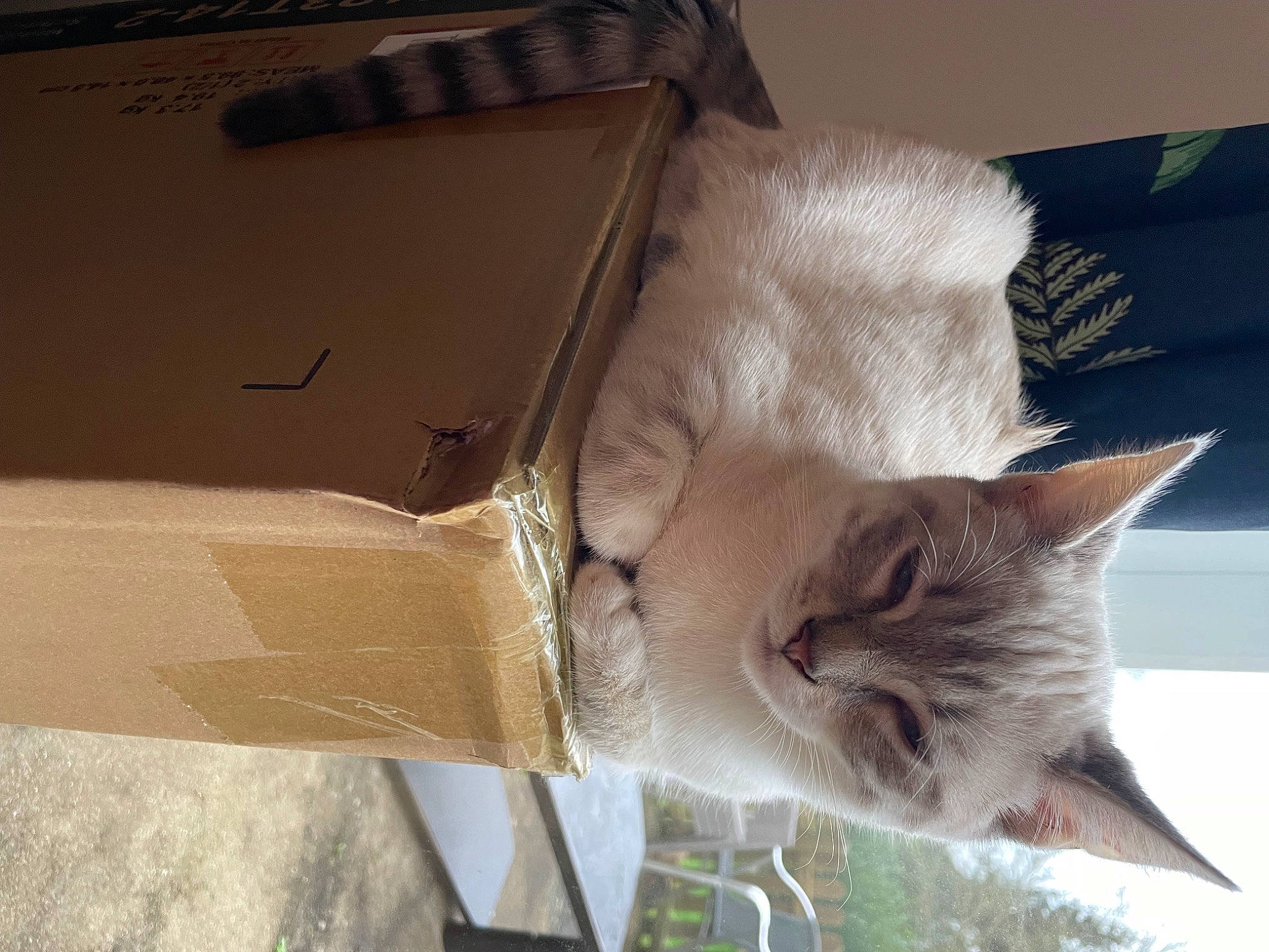 Ubi a rejoint le concours — aidez-le/la à gagner de superbes lots ! box, cardboard, carnivore, carton, cat, chair, domestic_short_haired_cat, fawn, felidae, fur, packing_materials, paper_product, plant, shipping_box, small_to_medium_sized_cats, tail, tree, whiskers, window, wood