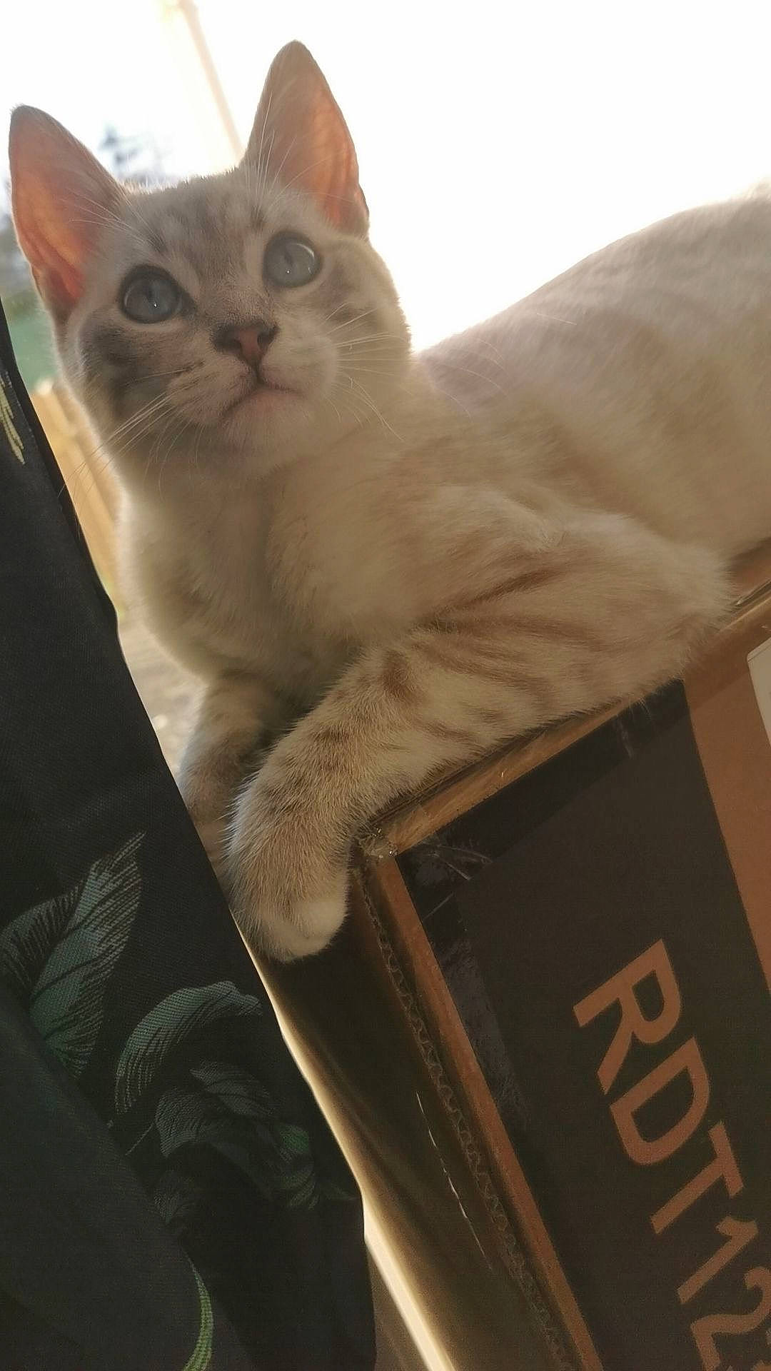 Ubi participe au concours pour gagner de l'argent avec cette photo : box, carnivore, cat, comfort, domestic_short_haired_cat, felidae, fur, paw, sitting, small_to_medium_sized_cats, whiskers