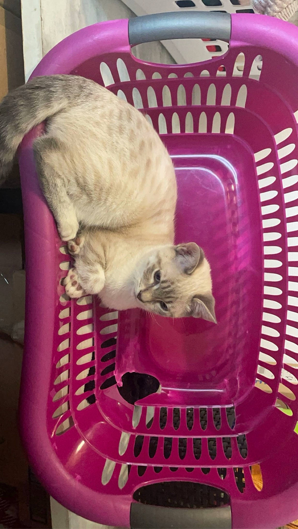 Ubi a rejoint le concours — aidez-le/la à gagner de superbes lots ! carnivore, cat, cat_bed, cat_supply, comfort, companion_dog, domestic_short_haired_cat, fawn, felidae, fur, magenta, mammal, pet_supply, pink, purple, small_to_medium_sized_cats, snout, tail, vertebrate, whiskers