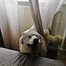dog, curtain, yawning, indoor, window, radiator, bed, bedding, white, black, fur, tail, mouth_open, teeth, canine, cozy, natural_light, fabric, resting, playful