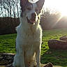 dog, outdoor, tree_stump, sunlight, grass, field, nature, pet, canine, backlit, shadow, ears, fur, happy, animal, daylight, rural, tree, sitting, sun
