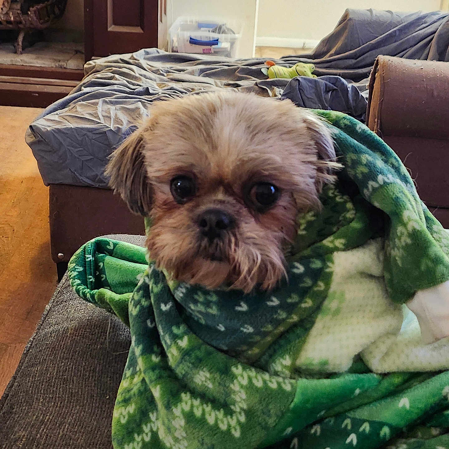 Rosie joined the competition — help win amazing prizes! affenpinscher, animal, architecture, bed, bedroom, blanket, box, canine, couch, cushion, dog, furniture, homedecor, indoors, linen, pet, puppy, quilt, room, terrier