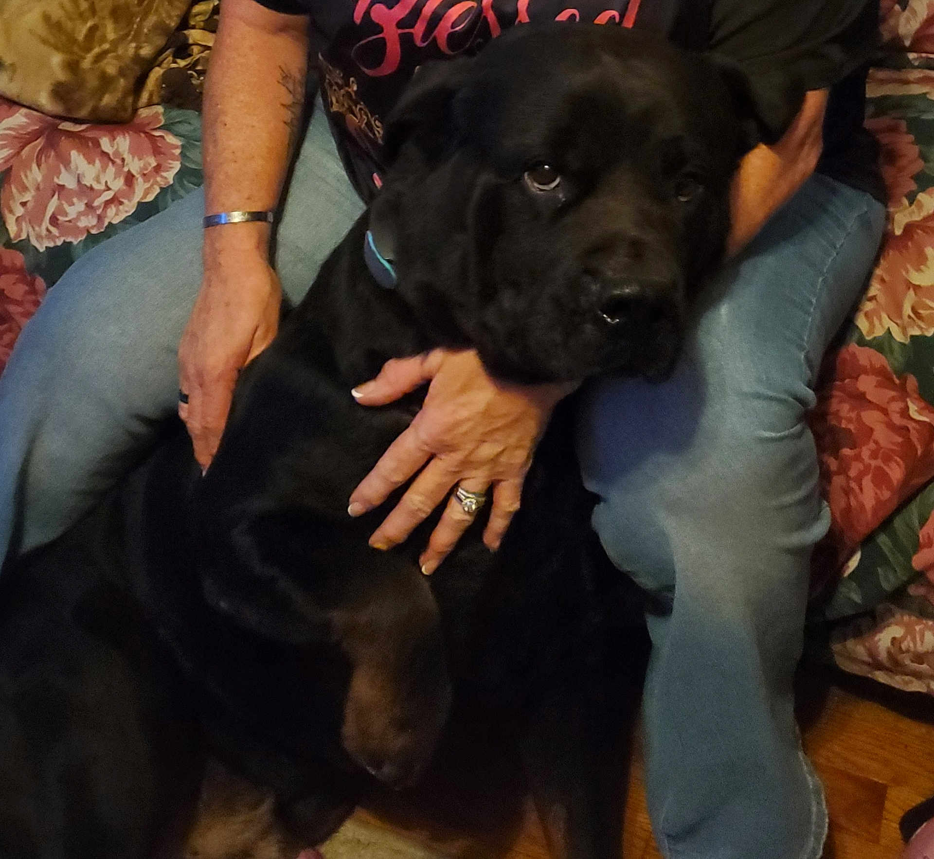 Bear is registered to the contest to win money with this photo: dog, black_dog, person, jeans, hand, tattoo, bracelet, ring, couch, floral_pattern, indoor, floor, pet, companion, sitting, comfort, home, casual_clothing, affection, animal