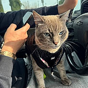 Tigre is registered to the contest to win money with this photo: blue_eyes, bracelet, car_interior, cat, close_up, companion, fabric, gray_fur, hand, harness, paw, pet, portrait, seat, smartphone, steering_wheel, sunlight, travel, whiskers, window