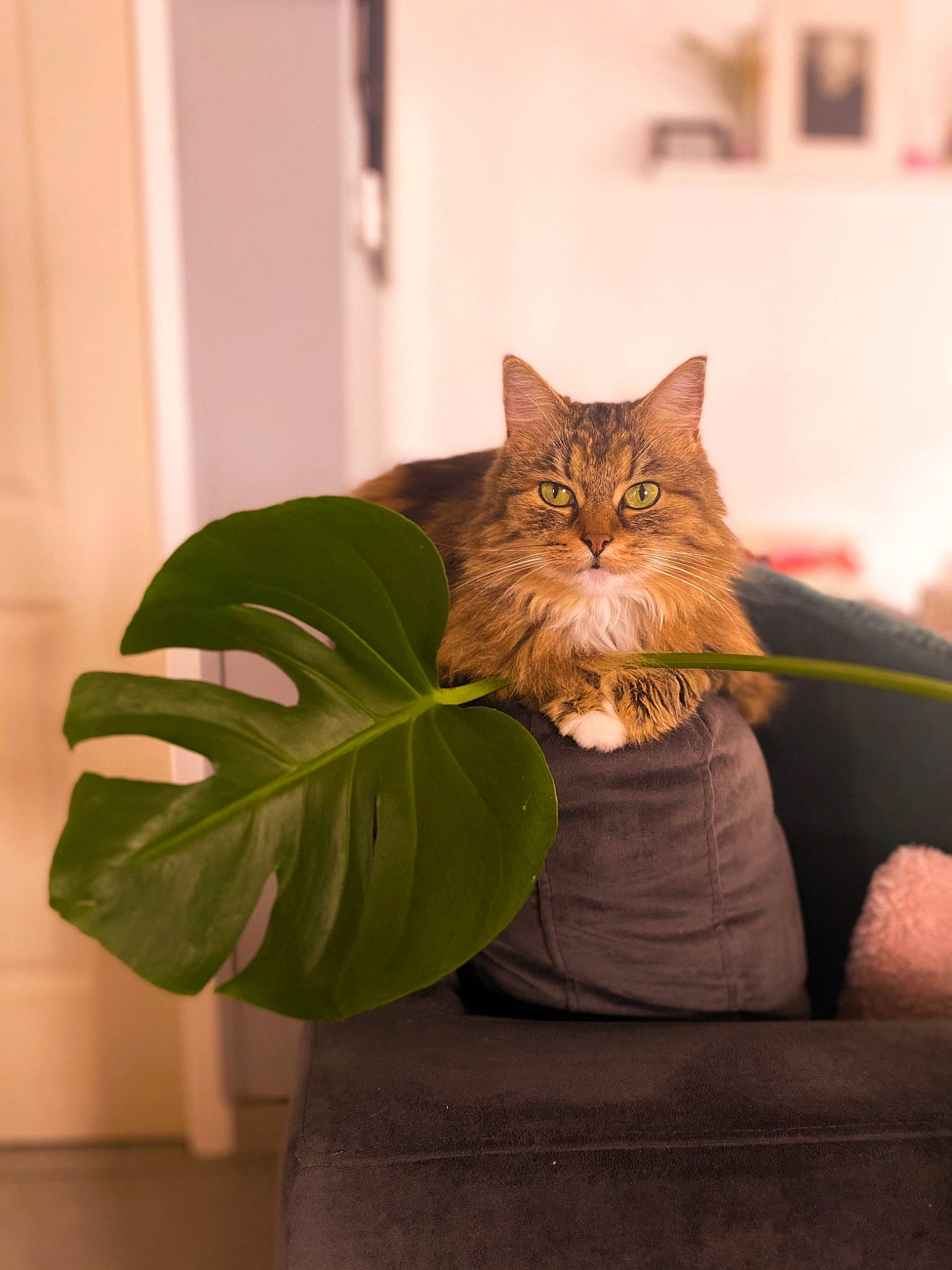 Charlotte a rejoint le concours — aidez-le/la à gagner de superbes lots ! art, bag, carnivore, cat, comfort, fawn, felidae, flooring, flowerpot, fur, houseplant, lighting_accessory, plant, room, sitting, small_to_medium_sized_cats, tail, whiskers, window, wood