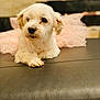 Snoopy joined the competition — help win amazing prizes! adorable, animal, background_blur, calm, closeup, cute, dog, domestic_animal, fluffy, furniture, indoor, leather_surface, pet, pink_tutu, portrait, resting, small_dog, soft_lighting, tutu, white_dog