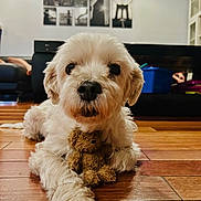 Snoopy joined the competition — help win amazing prizes! animal, close_up, couch, cute, dog, floor, fur, furniture, home, indoor, interior, living_room, pet, photography, portrait, relaxing, teddy_bear, toy, white_dog, wooden_floor